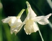 triandrus Tresamble